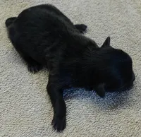Tug, a male Maltipoo for sale in Colcord, OK – Photo 2 of 7