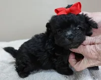 TEACUP Tug, a male Maltipoo for sale in Colcord, OK – Photo 5 of 10