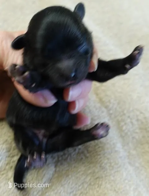 Tug, a male Maltipoo for sale in Colcord, OK – Photo 1 of 7