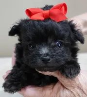 TEACUP Tug, a male Maltipoo for sale in Colcord, OK – Photo 2 of 10