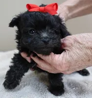 TEACUP Tug, a male Maltipoo for sale in Colcord, OK – Photo 9 of 10