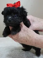TEACUP Tug, a male Maltipoo for sale in Colcord, OK – Photo 6 of 10