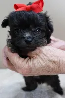 TEACUP Tug, a male Maltipoo for sale in Colcord, OK – Photo 8 of 10