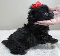 TEACUP Tug, a male Maltipoo for sale in Colcord, OK – Photo 4 of 10