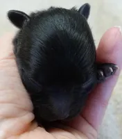 Tug, a male Maltipoo for sale in Colcord, OK – Photo 4 of 7