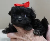 TEACUP Tug, a male Maltipoo for sale in Colcord, OK – Photo 7 of 10