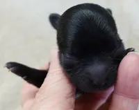 Tug, a male Maltipoo for sale in Colcord, OK – Photo 6 of 7