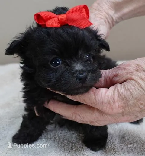 Tug – Maltipoo puppy for sale in Colcord, OK
