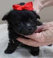 TEACUP Tug, a male Maltipoo for sale in Colcord, OK – Photo 1 of 10