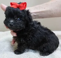 TEACUP Tug, a male Maltipoo for sale in Colcord, OK – Photo 3 of 10