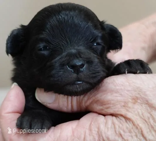 Tug – Maltipoo puppy for sale in Colcord, OK
