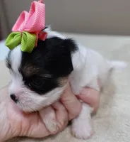 Kiva 14 ounces, a female Yorkshire Terrier for sale in Colcord, OK – 6 of 10