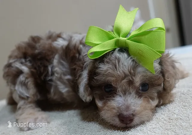 chocolate merle APRI  – Poodle - Toy  puppy for sale in Colcord, OK