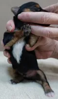 Ziggy 11 1/4 ounces, a male Yorkshire Terrier for sale in Colcord, OK – 3 of 4