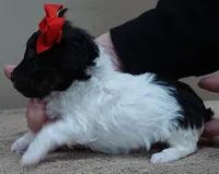 Flint, a male Poodle - Toy  for sale in Colcord, OK – Photo 8 of 10