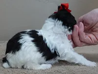 Flint, a male Poodle - Toy  for sale in Colcord, OK – Photo 9 of 10
