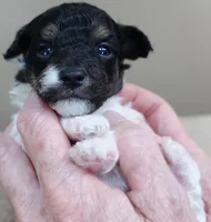 Flint, a male Poodle - Toy  for sale in Colcord, OK – Photo 1 of 10