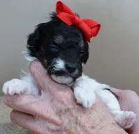 Flint, a male Poodle - Toy  for sale in Colcord, OK – Photo 4 of 10