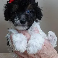 male sale 1, a male Poodle - Toy  for sale in Colcord, OK – Photo 3 of 10