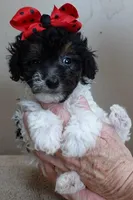 Flint 1 lb 7 ozs!!!!!!!!!, a male Poodle - Toy  for sale in Colcord, OK – Photo 3 of 10
