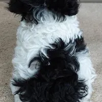 male sale 1, a male Poodle - Toy  for sale in Colcord, OK – Photo 10 of 10