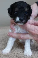 Flint, a male Poodle - Toy  for sale in Colcord, OK – Photo 3 of 10