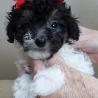 male sale 1, a male Poodle - Toy  for sale in Colcord, OK – Photo 4 of 10