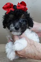 Flint 1 lb 7 ozs!!!!!!!!!, a male Poodle - Toy  for sale in Colcord, OK – Photo 4 of 10