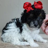 male sale 1, a male Poodle - Toy  for sale in Colcord, OK – Photo 5 of 10