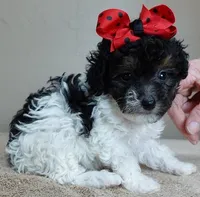 Flint 1 lb 7 ozs!!!!!!!!!, a male Poodle - Toy  for sale in Colcord, OK – Photo 5 of 10