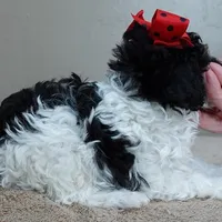 male sale 1, a male Poodle - Toy  for sale in Colcord, OK – Photo 8 of 10