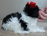 Flint 1 lb 7 ozs!!!!!!!!!, a male Poodle - Toy  for sale in Colcord, OK – Photo 8 of 10