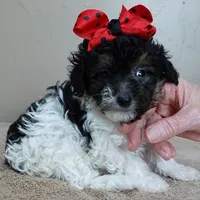 male sale 1, a male Poodle - Toy  for sale in Colcord, OK – Photo 9 of 10