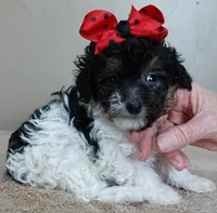 Flint 1 lb 7 ozs!!!!!!!!!, a male Poodle - Toy  for sale in Colcord, OK – Photo 9 of 10