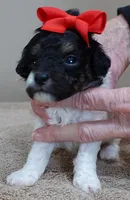 Flint, a male Poodle - Toy  for sale in Colcord, OK – Photo 6 of 10