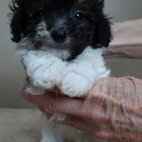 male sale 1, a male Poodle - Toy  for sale in Colcord, OK – Photo 1 of 10