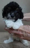 Flint 1 lb 7 ozs!!!!!!!!!, a male Poodle - Toy  for sale in Colcord, OK – Photo 2 of 10