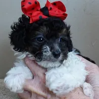 male sale 1, a male Poodle - Toy  for sale in Colcord, OK – Photo 2 of 10