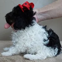 male sale 1, a male Poodle - Toy  for sale in Colcord, OK – Photo 7 of 10