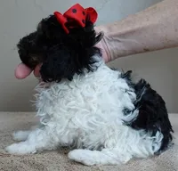 Flint 1 lb 7 ozs!!!!!!!!!, a male Poodle - Toy  for sale in Colcord, OK – Photo 7 of 10