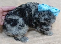 Merle Stanley 1 lb 12 ozs, a male Poodle - Toy  for sale in Colcord, OK – 3 of 10