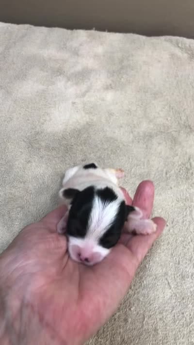 Kiva, a female Yorkshire Terrier for sale in Colcord, OK – 8 of 8