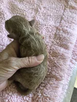 Zara, a female Poodle - Toy  for sale in Colcord, OK – 2 of 10