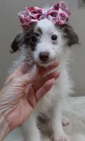 3 pounds 9/17, a female Poodle - Toy  for sale in Colcord, OK – 4 of 10