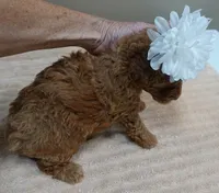 Stunning deep red, a female Poodle - Toy  for sale in Colcord, OK – 8 of 10