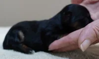 Molly 9 ounces , a female Yorkshire Terrier for sale in Colcord, OK – 5 of 6