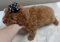 Deep Red, a male Poodle - Toy  for sale in Colcord, OK – 7 of 10