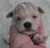 Clover 13 ounces, a female Maltipoo for sale in Colcord, OK – 6 of 10