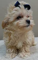 Harlan TEACUP 18 ounces, a male Maltipoo for sale in Colcord, OK – 2 of 10