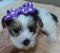 Panda , a female Yorkshire Terrier for sale in Colcord, OK – 8 of 10